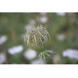 Daucus carota - fotokaart