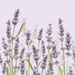 Servetten Ambiente - Lavender shades Lila