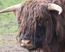 Schotse Hooglander - fotokaart