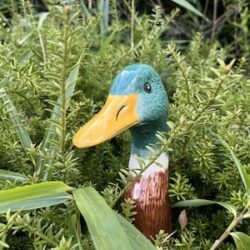 Wilde eend in het groen