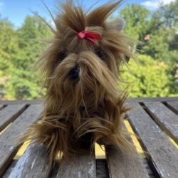 Yorkshire terrier - pluche knuffeldier - 23 cm